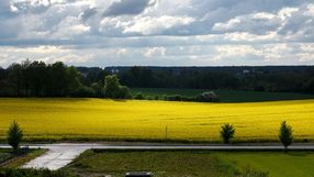 Rzepak zakwitł wyjątkowo wcześnie