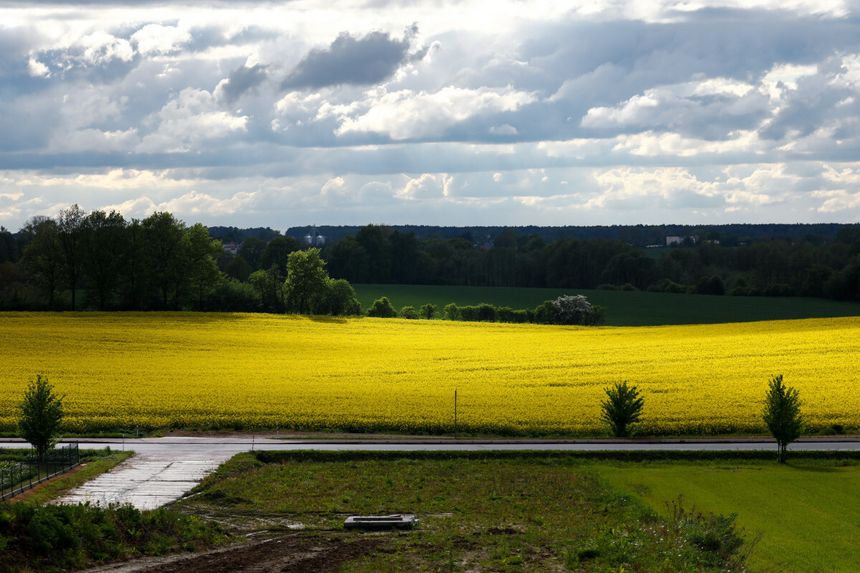Rzepak zakwitł wyjątkowo wcześnie
