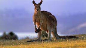 Olbrzymie kangury odkryte w Australii