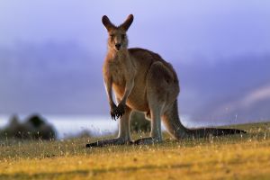 Olbrzymie kangury odkryte w Australii