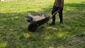 Atak wilków na owce