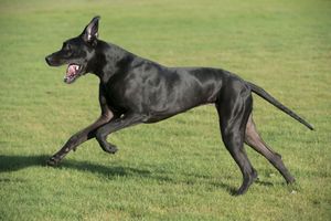 Dog niemieci