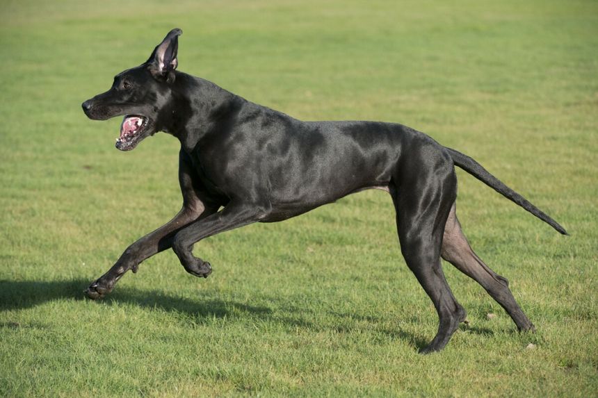 Dog niemieci