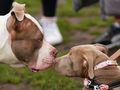 American Bully XL