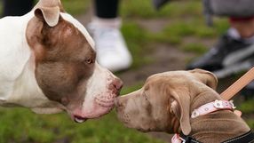 American Bully XL