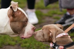 American Bully XL