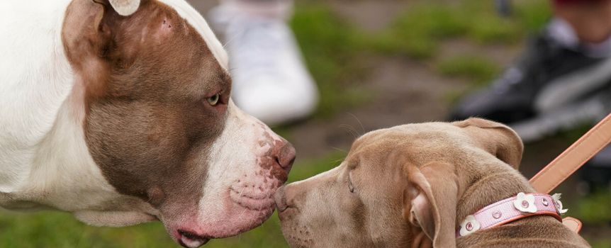 American Bully XL