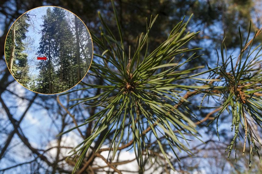 Jodła