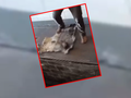 Sadysta z Dolnego Śląska katował kunę