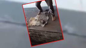 Sadysta z Dolnego Śląska katował kunę