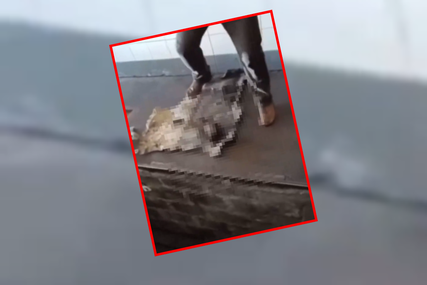 Sadysta z Dolnego Śląska katował kunę