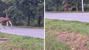 Łoś pod Wrocławiem