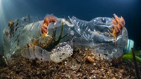 Plastik w oceanie