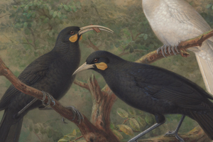 Ptak Huia - zwierzę z wierzeń Maorysów