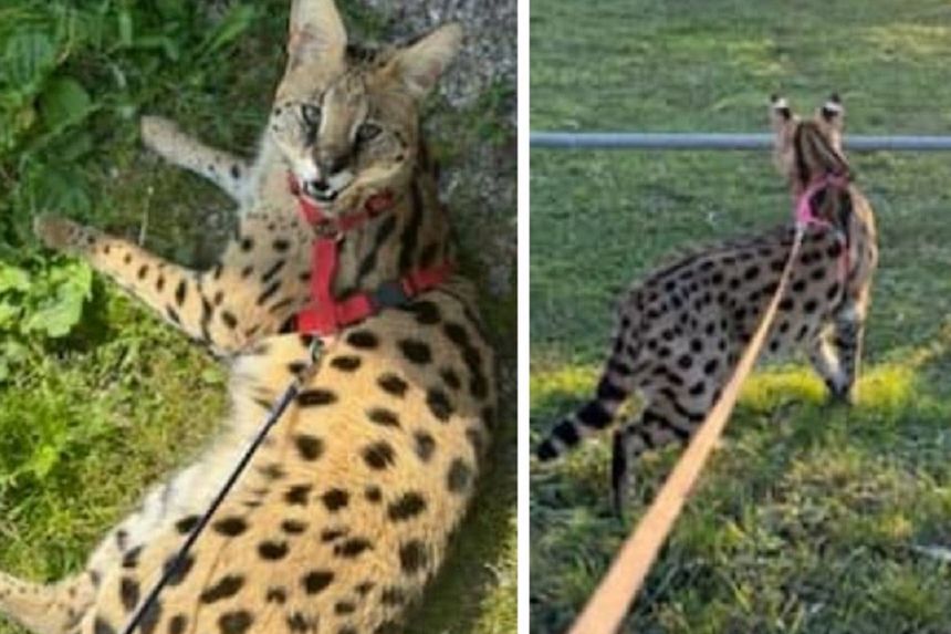 Z prywatnej posesji uciekł serwal o imieniu Lambo