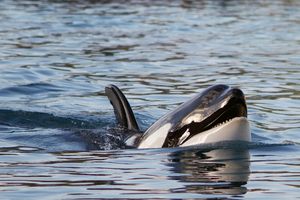 Orka