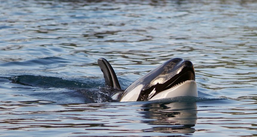 Orka