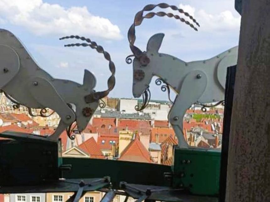 Koziołki w Poznaniu