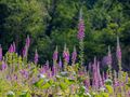 Naparstnica purpurowa to niebezpieczny, trujący kwiat