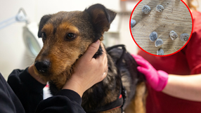 Zatrute psy pod Wrocławiem