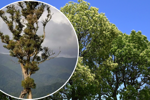 las i zbliżenie na jedno z drzew 