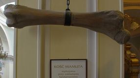 kość mamuta