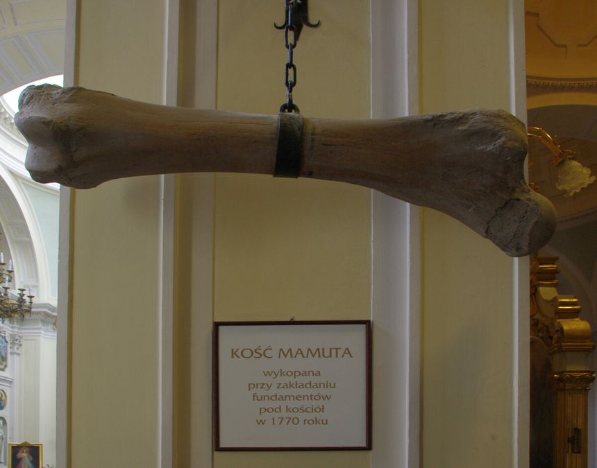 kość mamuta