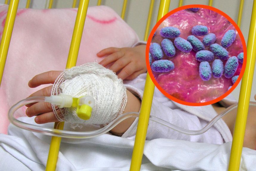 Dziecko i bakteria Bordatella pretussis