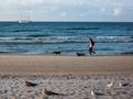 Kormorany na polskich plażach: czy są groźne?