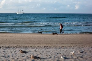 Kormorany na polskich plażach: czy są groźne?