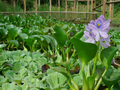 Pistia rozetkowa