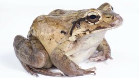 Leptodactylus fallax