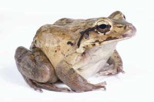 Leptodactylus fallax