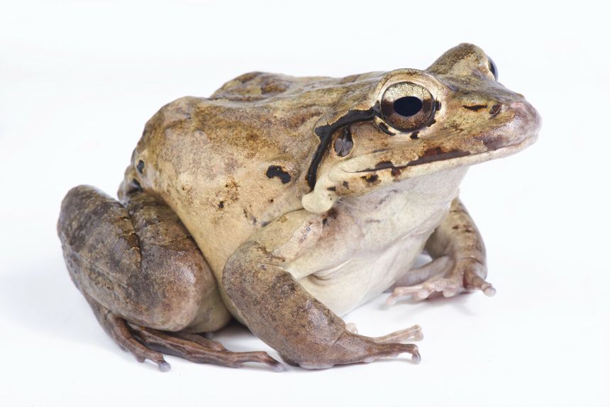 Leptodactylus fallax