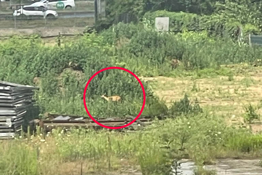 Uwięziona sarna