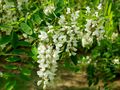 Robinia akacjowa