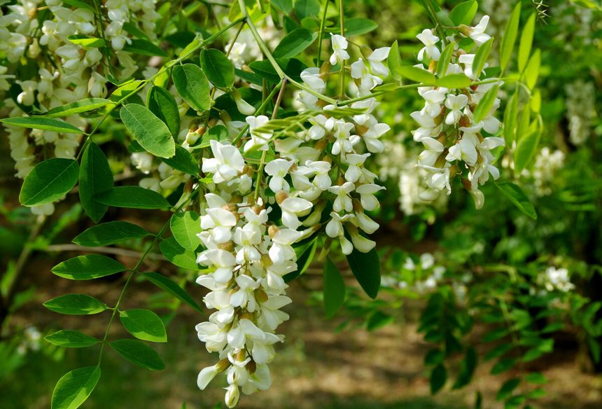 Robinia akacjowa