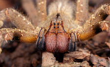 Jadowity pająk wałęsak brazylijski