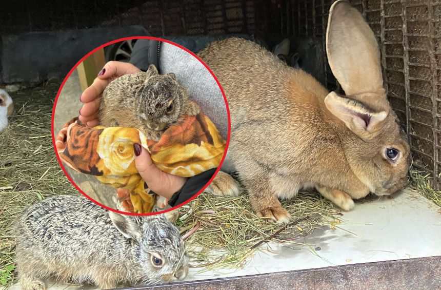 Króliki przyjęły porzuconego zajączka