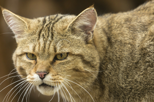 Dziki kot obiektem polowania w Nowej Zelandii