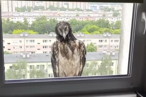 Orłosęp
