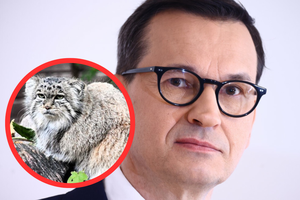 Manul Mania zdyskwalifikowany