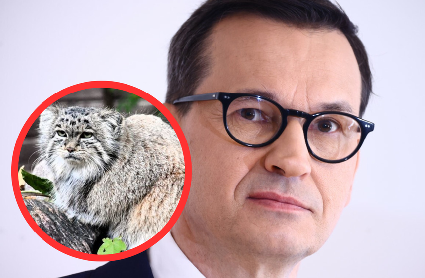 Manul Mania zdyskwalifikowany
