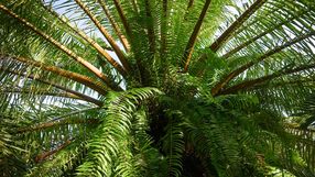 Encephalartos woodii to najbardziej samotna roślina świata