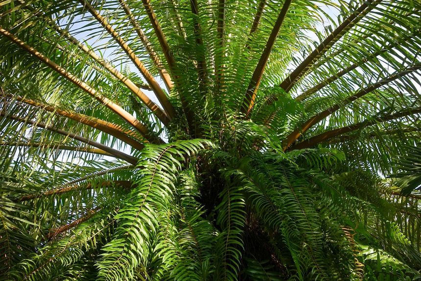 Encephalartos woodii to najbardziej samotna roślina świata