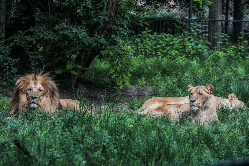 Zoo we Wrocławiu