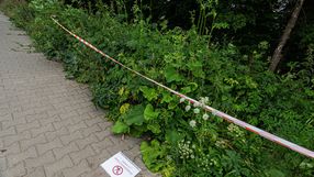 Barszcz Sosnowskiego we Wrocławiu