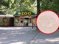 Nowe zoo w Poznaniu i mapa wirusa ASF