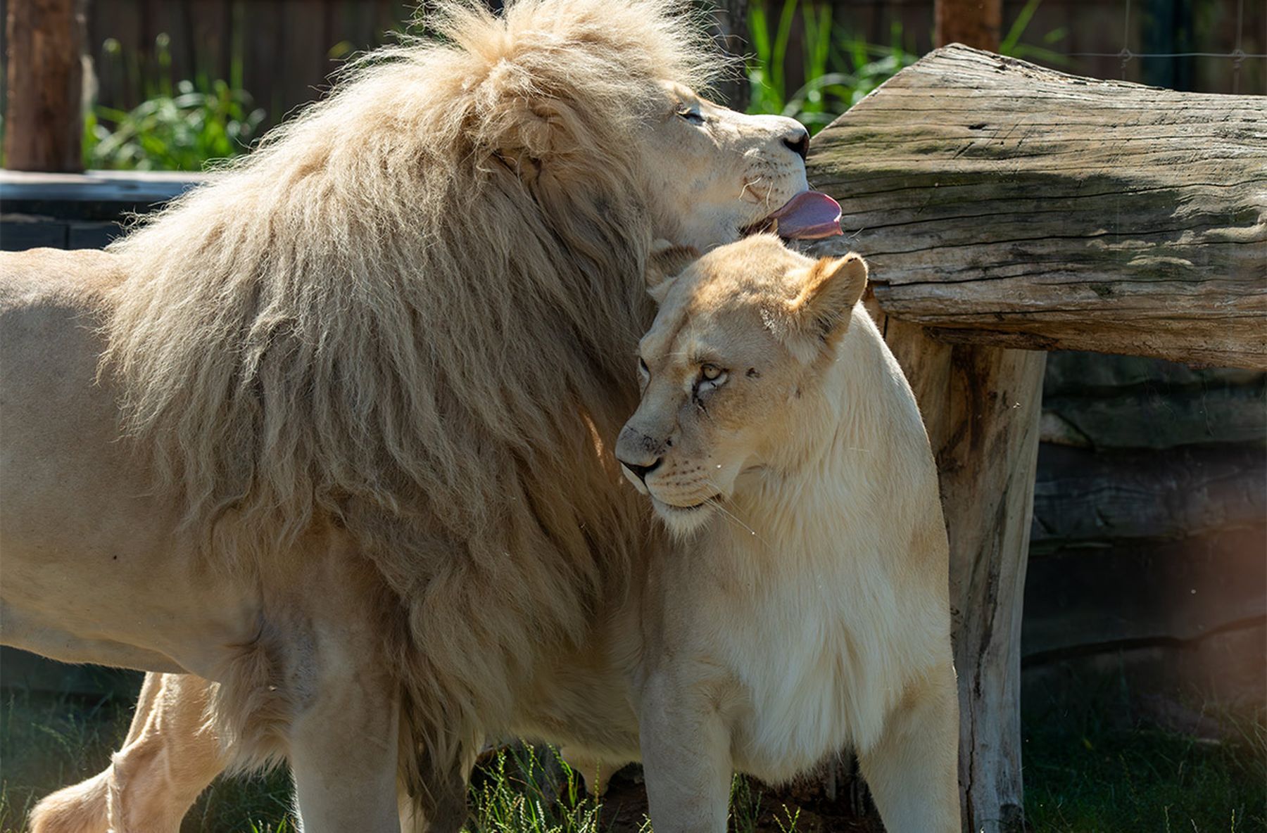 Lwy w Zoo w Borysewie