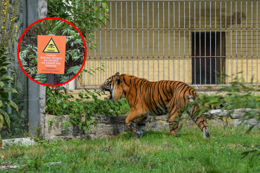 ZOO Wrocław